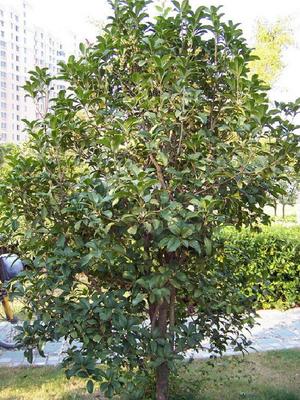 廣東華美霖園林實業