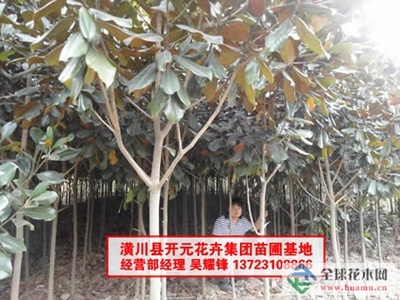 河南廣玉蘭_潢川廣玉蘭-河南開元園林生態實業|全球花木網提供