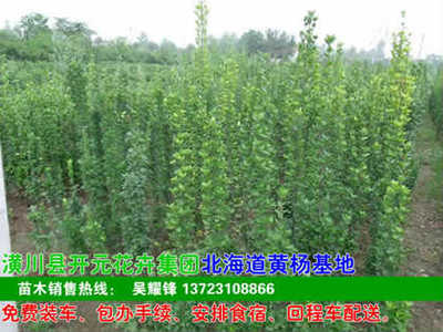 河南開元園林生態實業