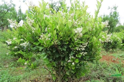 優質園林綠化苗木供應 大葉女貞、小葉女貞球、金森女貞及其球型品種